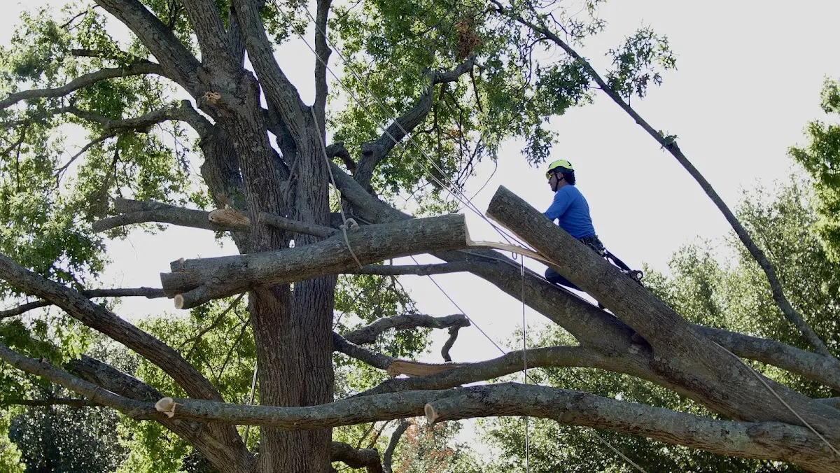 Professional Hazardous Tree Removal performed by certified arborists in Deerton