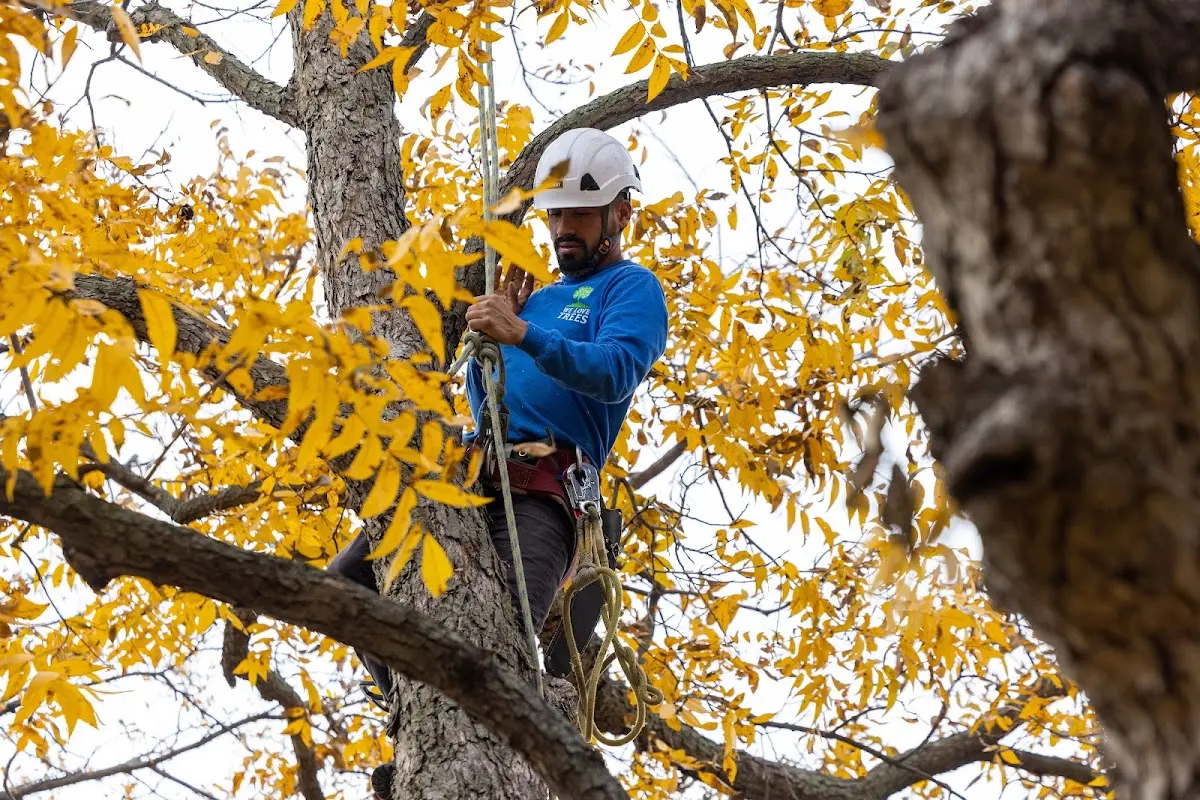 Skilled Storm Damage Cleanup crew working in Deerton